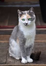 One may think they are specially bred because of their popularity, but it is not so. Pawsforpets Cute Cats And Kittens Pretty Cats Beautiful Cats