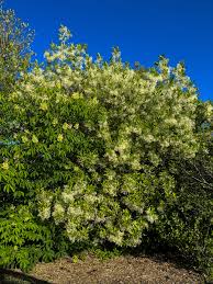 Image result for Chionanthus niloticus
