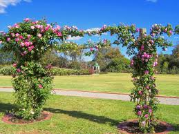 Climbing Roses At The Werribee Park Mansion State Gardens Werribee Victoria Australia Photo By D Bonn Climbing Roses Garden Projects Rose