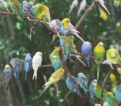 Lots Of Parakeets By Cathy Lindsey In 2020 Parakeet Animals Images Budgies