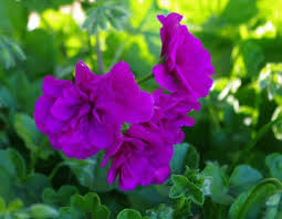 Image result for Geranium vagans