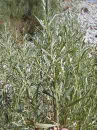 Image result for Pechuel-Loeschea leubnitziae