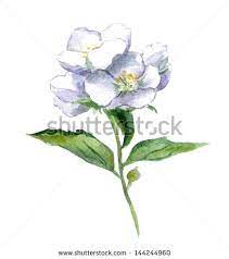 Jasmine Flower Watercolor Google Search Flower Anatomy Flower Drawing Jasmine Flower