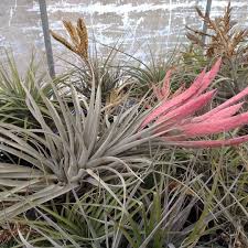 Image result for Searsia monticola