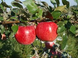 Hours may change under current circumstances Twin Oaks Orchard Localharvest
