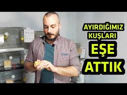 Ayirma Yontemi Ile Muhabbet Kusu Ciftlestirme Kesin Taktikler Youtube