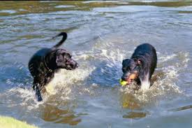 Find and contact suitable dog sitters, cat sitters, etc. Brussels Best Dog Walker Dog Walking Dog Sitting Cat Sitting Posts Facebook