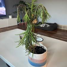 Image result for Senecio propior