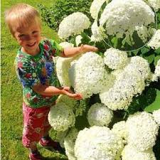 Hortensien Schneiden So Wird S Gemacht Snowball Hydrangea Hydrangea Garden Garden Images