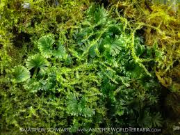 Image result for Crepidomanes