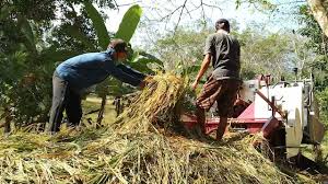 Deni anggoleta youtube channel analytics and report powered by noxinfluencer mobile jangan lewatkan berita terkini seputar priangan timur dalam radar sore, setiap hari pukul 17.00 wib, hanya di radar tasikmalaya tv. Panen Padi Sawah Dibelakang Rumah Youtube