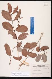 Image result for Hippocratea indica