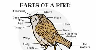 Meanings and origins, popularity, pronunciations, sibling names, surveys.and add your own insights! Different Parts Of A Bird In English Bird Anatomy 7esl
