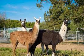 Black Mountain Pack Llamas