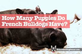There are, however, exceptions to this rule. How Many Puppies Do French Bulldogs Have In A Litter Normally