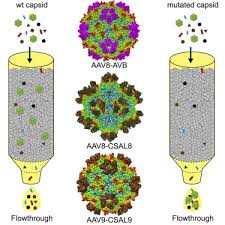 Image result for Gold 1999 AAV