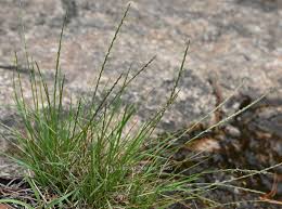 Image result for Tripogon