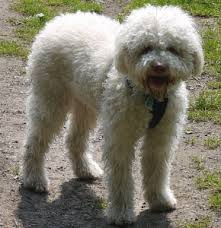 Der perfekte mensch für einen italienischen wasserhund. Lagotto Romagnolo Charakter Haltung Pflege Digidogs
