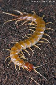 Black And Yellow Striped Millipede Scolopendra Alternans Haitian Giant Centipede Or Keys Giant Centipede Centipede Bugs And Insects Arthropods
