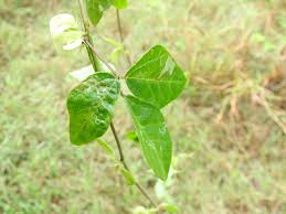 Image result for Macrotyloma