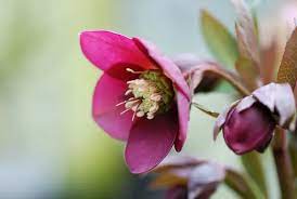 Maybe you would like to learn more about one of these? 5 Flowers That Bloom In Winter House Method