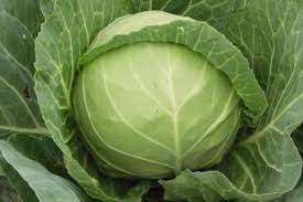 Image result for 甘藍菜