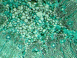 Some have been increased up to 5,000 times! Microscope And Cells Related Keywords Amp Suggestions Microscope Microscopic Photography Things Under A Microscope Microscope