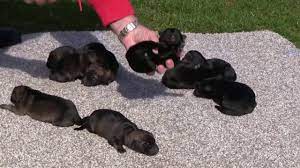 Puppies due end of march 2020. One Day Old Kraftwerk K9 German Shepherd Puppies Youtube