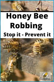 Robber Bees How To Identify And Stop Them Carolina Honeybees Bee Bee Keeping Honey Bee Hives