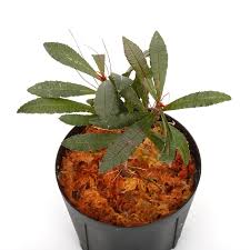 Image result for Sauvagesia