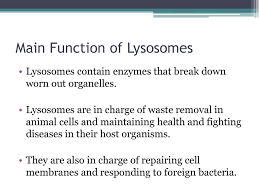 Maybe you would like to learn more about one of these? Lysosomes And Peroxisomes Ppt Download