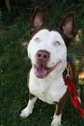 Pitbull Husky Mix - Complete Guide On The Pitsky - Petmoo