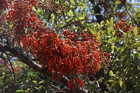 Image result for Erythrina falcata