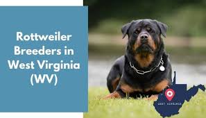 Gonzzo earl antonius has won top german stud dog at the adrk klub show. 9 Rottweiler Breeders In West Virginia Wv Rottweiler Puppies For Sale Animalfate