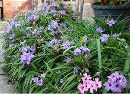 Although they prefer full sun, the plants survive. Dwarf Mexican Petunia Katie Ruellia Brittoniana Zone 8 11 Evergreen In Frost Free Areas Part Full Sun 6 8 He Purple Garden Petunias Evergreen Garden