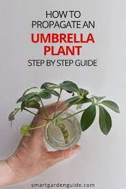 Umbrella Plant Propagation Guide With Pictures Smart Garden Guide In 2021 Umbrella Plant Propagating Plants Plants