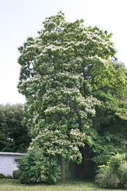 Image result for Catalpa