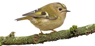 Die anfrage nach bildern und fotos zur erkennung, zur unterscheidung und zur bestimmung von vögeln/jungvögeln aus. Nabu Vogelwelt Vogel Entdecken Und Bestimmen Apps Bei Google Play