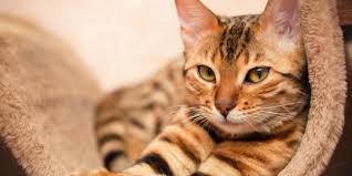 8 cara mudah menghilangkan kebiasaan kucing berak sembarangan. Cara Mencegah Kucing Buang Kotoran Sembarangan Jaga Rumah Tetap Higienis Merdeka Com