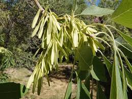 Image result for Fraxinus velutina