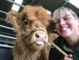 Well, this is what Ted reckons to halter training and Farmer Ruth... We  still think he's the cutest though