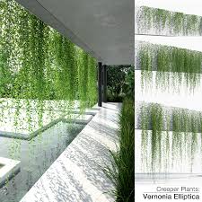 Creeper Plants Vernonia Elliptica 3d Model Turbosquid 1437776 Creepers Plants Green Wall Design Landscape Architecture Design