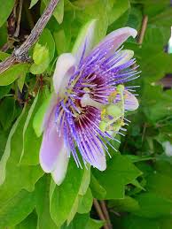 Passionsblume Ein Traum Garten Pflanzen Passionsblume Pflanzen