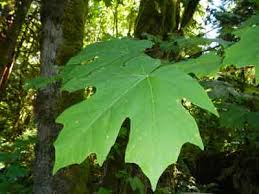 Large trunks of over 50 species of trees are preserved within ~15 million year old columbia river basalt flows. Pacific Northwest Trees