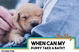 Young dogs need all the help they can get, from getting the right nutrition to. What Can A Puppy Take First Bath The Full Answer More My Happy Husky