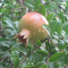 Image result for Punicaceae