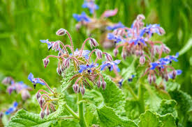 Image result for Borago
