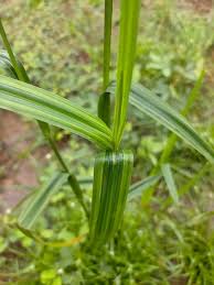 Image result for Scleria induta