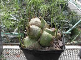 Image result for Bowiea volubilis