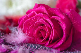 Download 5,591 pink rose flower free vectors. 746248 Title Hot Pink Rose Earth Rose Flowers Flower Pink White Rose Images Free Download 4681x3079 Download Hd Wallpaper Wallpapertip